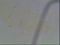 Hypsibius arcticus image