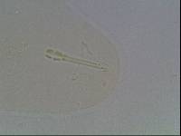 Hypsibius arcticus image