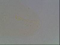 Hypsibius arcticus image