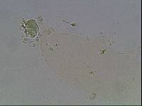 Hypsibius arcticus image