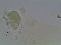 Hypsibius arcticus image