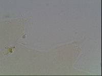 Hypsibius arcticus image