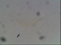 Hypsibius arcticus image