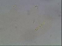 Hypsibius arcticus image