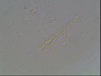 Hypsibius arcticus image