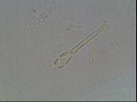 Hypsibius arcticus image
