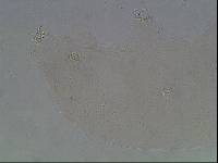 Hypsibius arcticus image