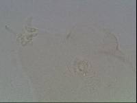 Hypsibius arcticus image