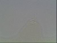 Hypsibius arcticus image