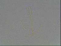 Hypsibius arcticus image