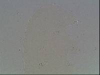 Hypsibius arcticus image