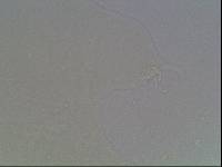 Hypsibius arcticus image