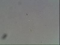 Hypsibius arcticus image
