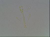 Hypsibius arcticus image