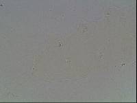 Hypsibius arcticus image