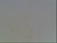 Hypsibius arcticus image
