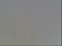 Hypsibius arcticus image