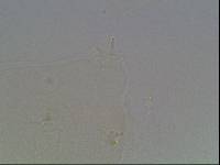 Hypsibius arcticus image