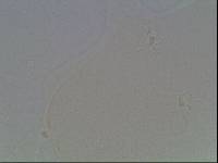 Hypsibius arcticus image