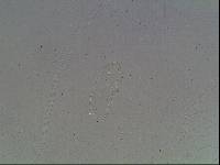 Hypsibius arcticus image