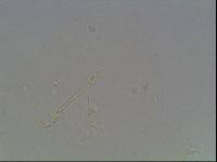 Hypsibius arcticus image