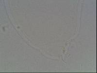 Hypsibius arcticus image