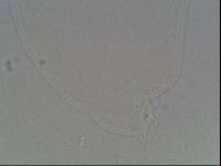 Hypsibius arcticus image