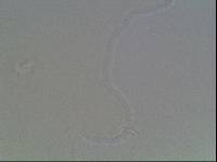 Hypsibius arcticus image