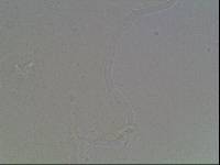 Hypsibius arcticus image