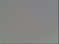 Hypsibius arcticus image