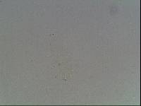 Hypsibius arcticus image