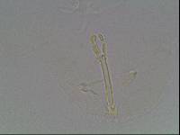 Hypsibius arcticus image