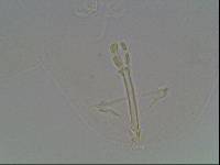 Hypsibius arcticus image