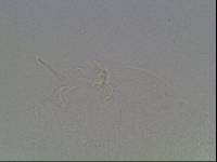 Hypsibius arcticus image