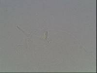 Hypsibius arcticus image