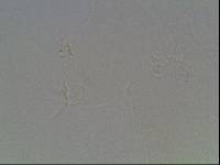 Hypsibius arcticus image