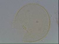 Hypsibius arcticus image