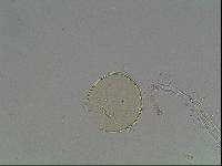 Hypsibius arcticus image