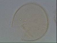 Hypsibius arcticus image