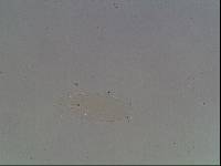 Hypsibius arcticus image