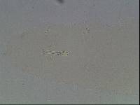Hypsibius arcticus image