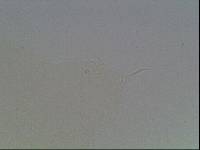 Hypsibius arcticus image