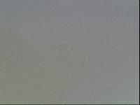 Hypsibius arcticus image