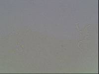 Hypsibius arcticus image