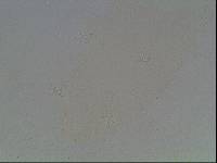 Hypsibius arcticus image