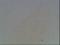 Hypsibius arcticus image