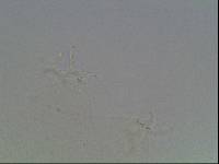 Hypsibius arcticus image
