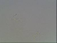 Hypsibius arcticus image