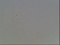 Hypsibius arcticus image