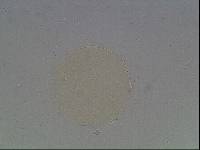 Hypsibius arcticus image
